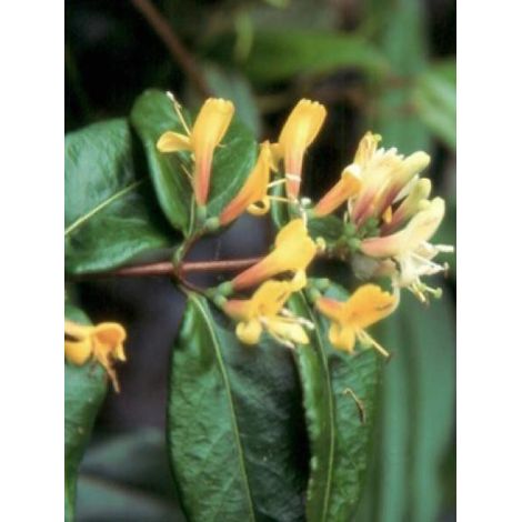 Chèvrefeuille de Henry 'Copper Beauty' Pot de 2L/3L (1/2)