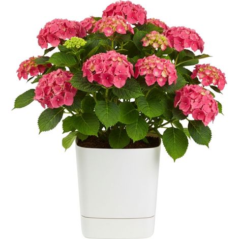 Vaso da fiori CUBI color crema riciclato con sottovaso, 34x34 cm