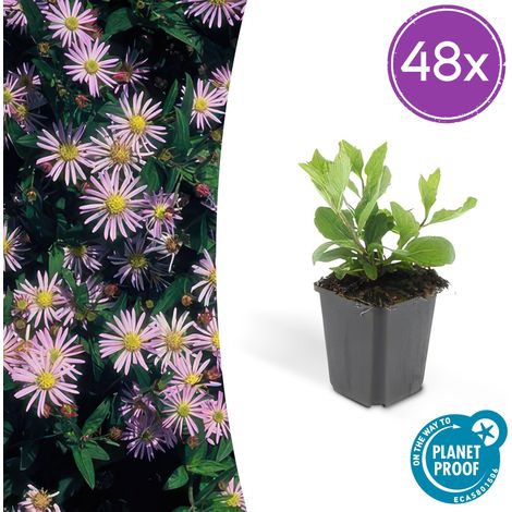 Aster ageratoides 'Asran' Lot de 48 Plantes Vivaces Fleurs Bleu Clair Pot Ø 9 cm H 10-25 cm - PANGIVO (1/5)