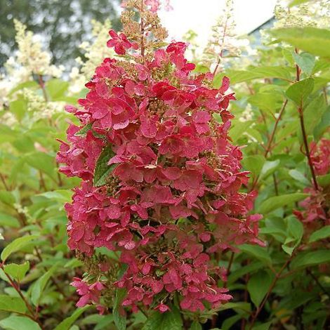 Hortensia paniculé 'Pinky Winky' - 40-50 cm pot