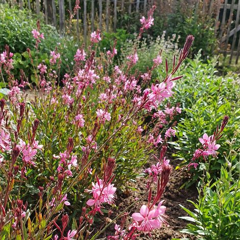 Bloomique - Lot de 6 - Gaura Lindheimeri 'Siskiyou Pink' - Gaura - Floraison abondante - Rustique - Vivace - Hauteur 10-20 cm - Pot 9 cm