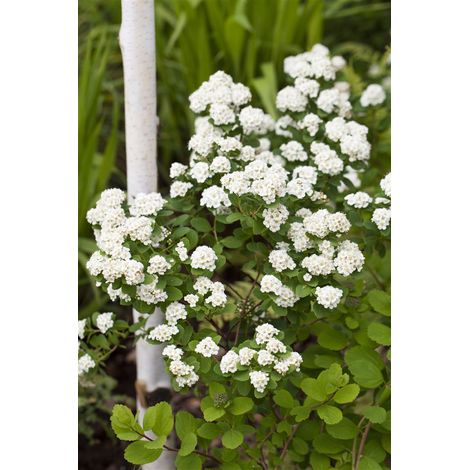 Prachtspiere Spiraea vanhouttei C7,5 80- 100