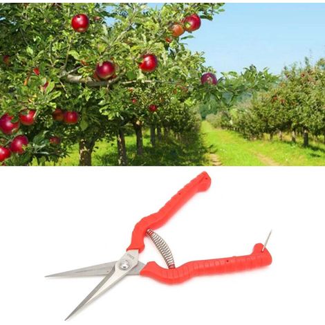Ciseaux de Jardin pour Récolte de Fruits et Légumes, Idéal pour Citrus, Facile à Utiliser, Confortable et Durable - KZQ