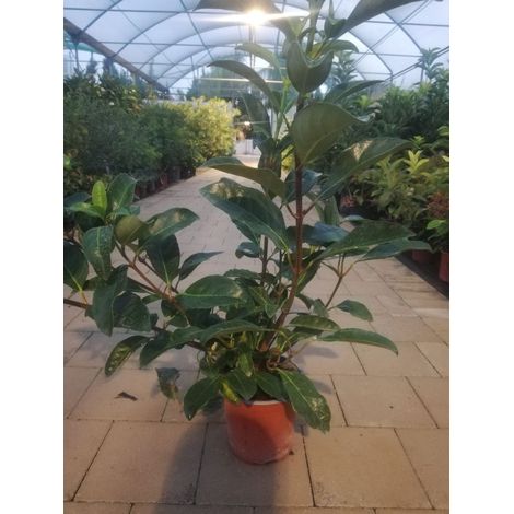 Viburnum Tinus Lucidum v17 h60-100 cm