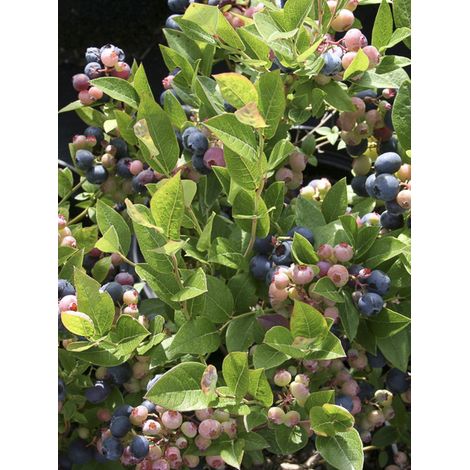 Myrtille d'Amérique 'Brigitta Blue' Pot de 1,5L/2L, Buisson