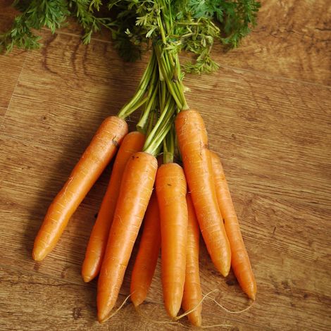 Graines de Carotte 3 Saisons de Carottes - Vilmorin/Présemée (1/2)