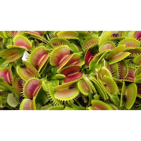 PIANTA CARNIVORA DIONEA MUSCIPULA VASO 12CM carnivora insetti mosche (1/2)