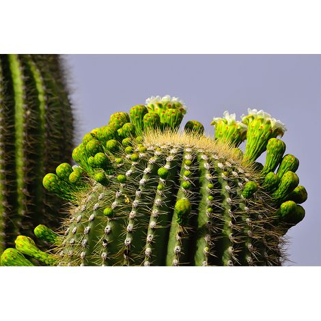 Papier peint panoramique nature gris & vert Tapisserie panoramique plante cactus pour cuisine Papier peint panoramique idéal chambre adulte (1/2)