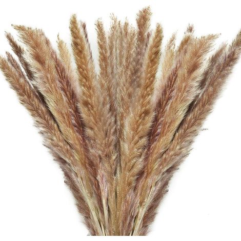Herbe de la pampa séchée (60 tiges) - Décoration naturelle - Fleurs séchées duveteuses pour vase, décoration intérieure, accessoires photo (1/5)