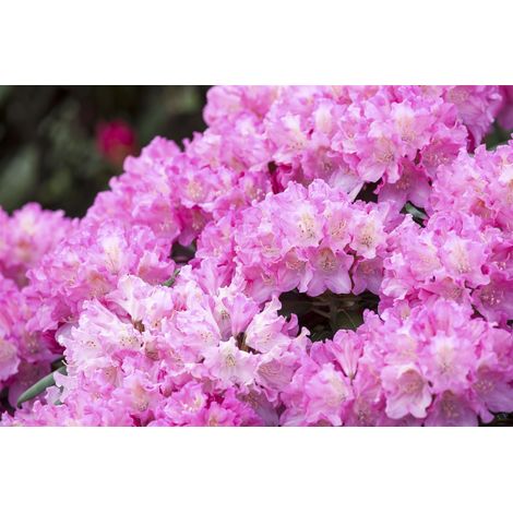 Yaku-Rhododendron 'Kalinka' Rhododendron yak.'Kalinka' C 3 25- 30 (1/5)