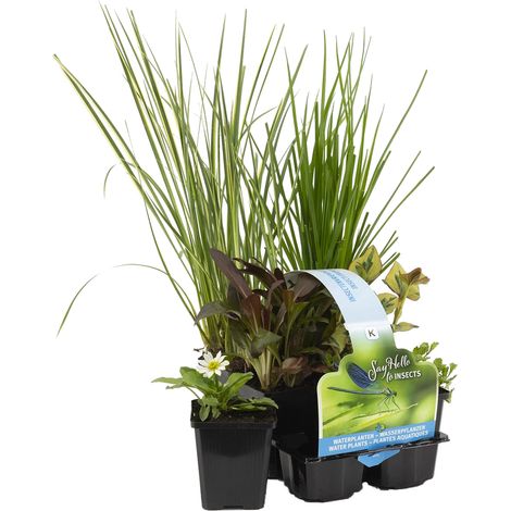 Bloomique - Lot de 6 - Plantes de bassin favorables aux insectes - Zone de bassin 1-2 - Plantes aquatiques - Résistantes au gel - Hauteur 15-25 cm - Pot 9 cm