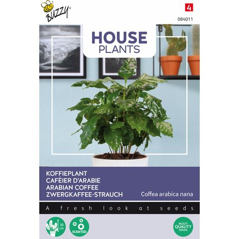 Buzzy House Plants Coffea Arabica Caféier d'Arabie Semences - Ca. (1/2)