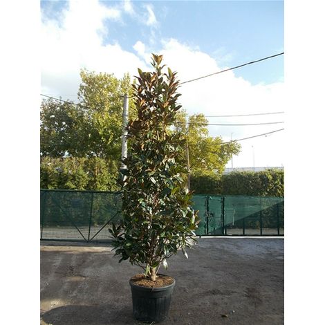 Pianta di Magnolia Grandiflora Gallisoniensis in mastello h. 150/175 cm (1/4)