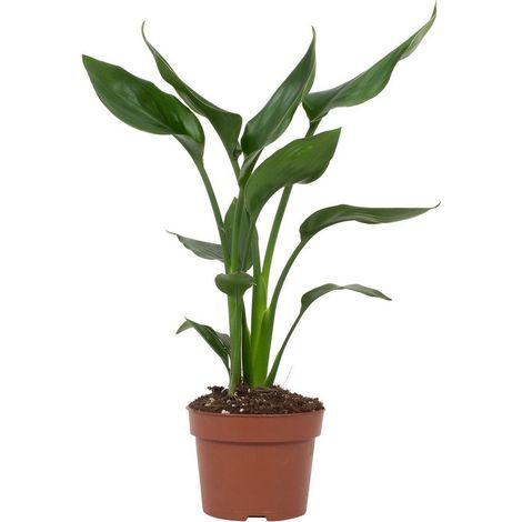 Strelitzia reginae Fleur de paradis plante d’intérieur floraison exotique pot 12 cm hauteur 35 cm - PANGIVO (1/5)