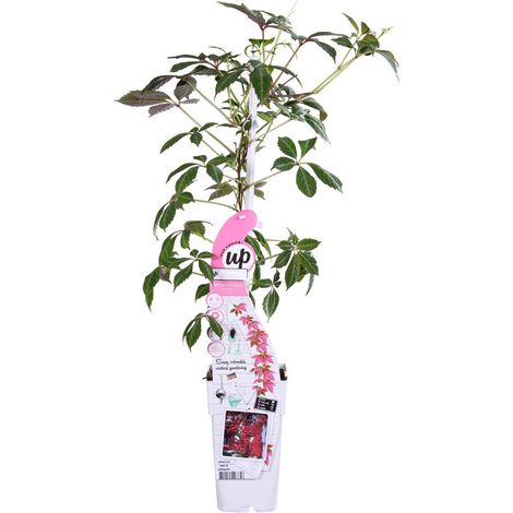 Parthenocissus henryana Vigne vierge chinoise grimpante feuillage argenté pot 15 cm hauteur 65 cm couleurs automnales - PANGIVO (1/5)