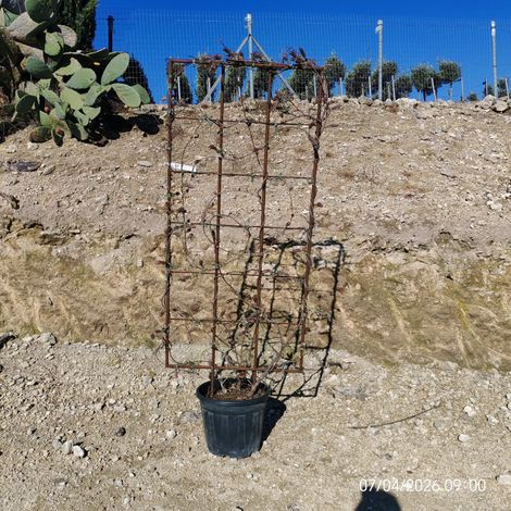 WISTERIA BRACHYBOTRYS MURASAKI KAPITAN (Glycine) ESPALIER 40 (L.75 - H.160) Lt.30 (1/3)