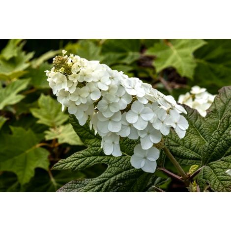 Ortensia "Hydrangea Quercifolia bianca" pianta in vaso 19 cm (1/5)