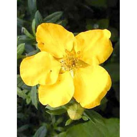 Potentille arbustive 'Goldteppich' Pot de 1,5L/2L
