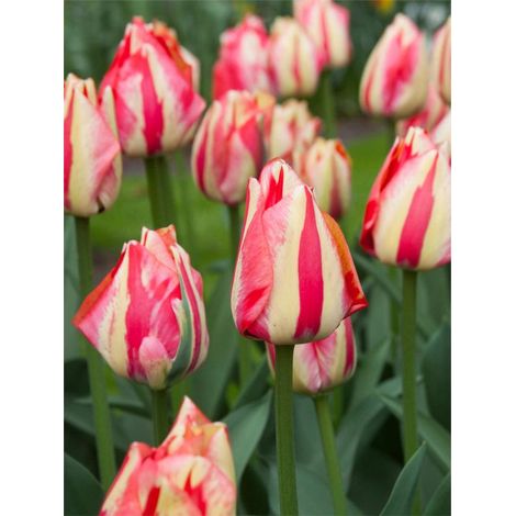 6 bulbi di TULIPANI SPRYNG BREAK 12+