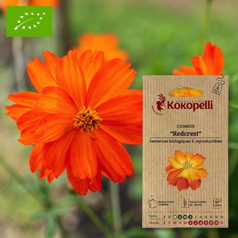 Cosmos Redcrest