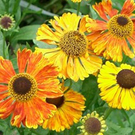 4 x Hélénie  - Helenium 'Waltraut'  - godet 9x9 cm