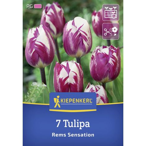 Kiepenkerl Herbstblumenzwiebel Triumph-Tulpe Rems Sensation 7 Stück (1/2)