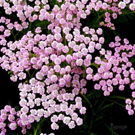 Pépinières Naudet – Lot de 3 achillées millefeuille 'Lilac Beauty' – Plante vivace couvre-sol – Hauteur à maturité 31-60cm – Floraison rose lilas de juin à août