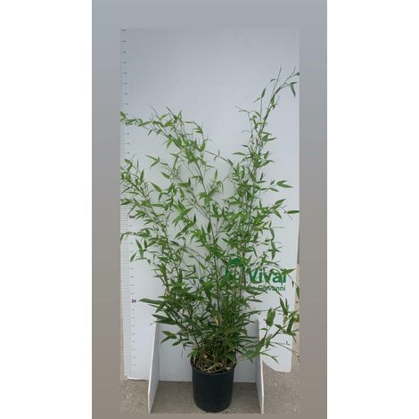 N. 2 PIANTE DI BAMBU'  "phyllostachys aurea " altezza 160/180cm  in vaso 24 cm