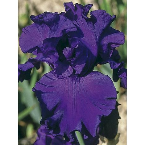 Iris des jardins 'High Stakes' Rhizome, Calibre 10/15, qualité extra
