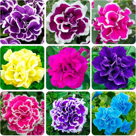 5000 Graines de Pétunia Perpétuel pour Jardin Extérieur – Variété Nain Double Floraison Mixte Heirloom Non OGM (1/5)