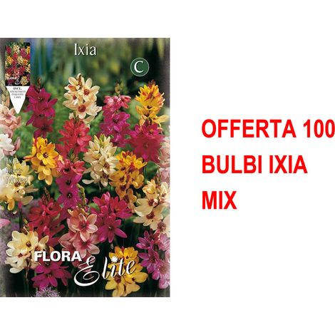 BULBI PRIMAVERILI OFFERTA 100 BULBI IXIA MIX BULBES