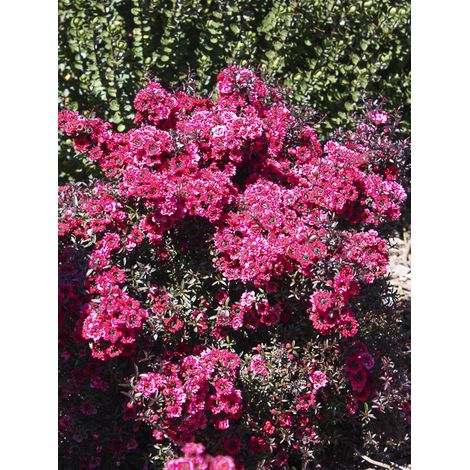Manuka, Arbre à thé, Myrthe des mers du sud 'Wiri Kerry ' Pot de 2L/3L