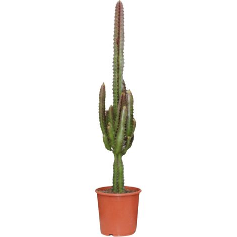 Euphorbia Trigona Rubra - Plante d'Intérieur Arbre de Lait Africain - Rouge - Ø17 cm - 70 cm - PANGIVO (1/4)