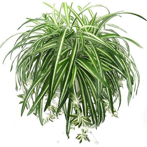 Plantes artificielles à suspendre au mur, 65 cm, 5 têtes, chlorophytum vert, fausses fleurs en PVC, feuilles simulées, décoration pour la maison et le jardin (1/5)
