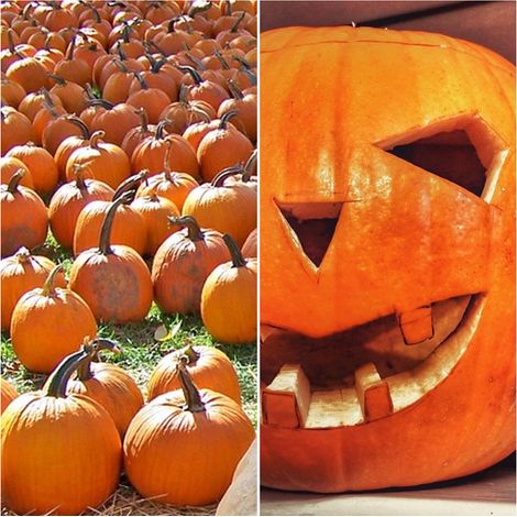 Semillas de Calabaza de Halloween. JACK O?Lantern. 100 Gramos