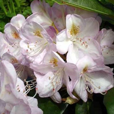 Rhododendron 'Gomer Waterer' - 60-80 cm pot (1/4)