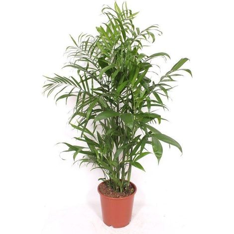 Chamaedorea Seifrizii Palmier Bambou Plante d'Intérieur Naturelle Décorative 150 cm - PANGIVO