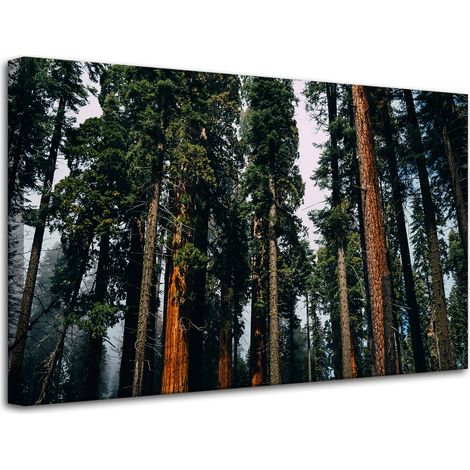 Lienzo impreso Naturaleza Bosque Coníferas 80x50