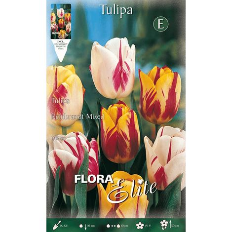 TULIPANO REMBRANDT MIX DI COLORI (CONFEZIONE DA 7 BULBI)