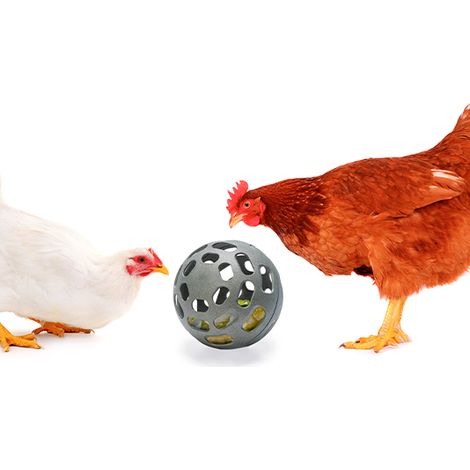 Comedero Rodante para Gallinas - Comedero Divertido para Gallinas y Aves de Corral - Snack Ball - Pelota de Comida para Gallinas