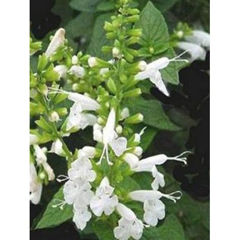 Sauge officinale 'Albiflora' Godet de 8/9 cm (1/2)