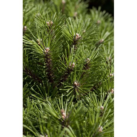 Berg-Kiefer 'Noack' Pinus mugo 'Noack' C 4 25- 30