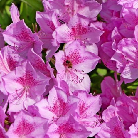 Pépinières Naudet – Rhododendron du Japon 'Purple Splendor' – Arbuste à fleurs pourpres – Hauteur à maturité 1-2m – Résistant jusqu'à -15°C – Floraison au printemps (1/3)