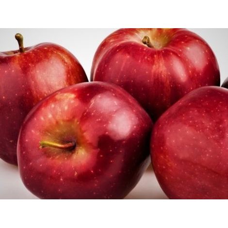 Pianta di Melo Starkspur Red delicious vaso 24cm