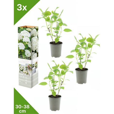 GARDENZO - 3x Hydrangea arb. 'Annabelle' (Bolhortensia) - en pot P9 (1/4)