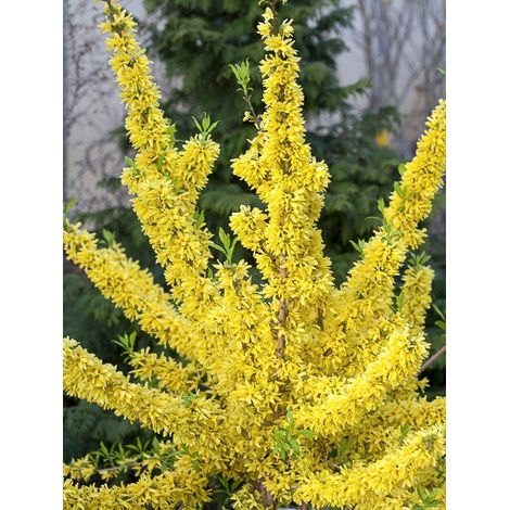 Mimosa de Paris 'Mindor' Pot de 7,5L/10L