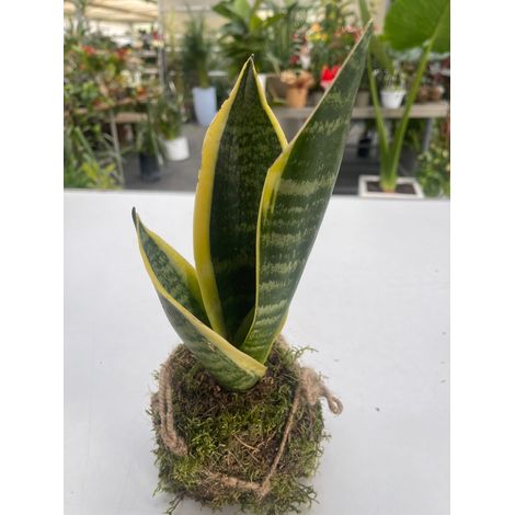 Kokedama di Sanseviera