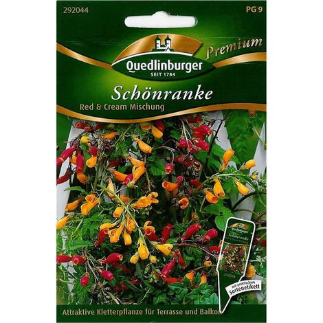 Quedlinburger Schönranke Red & Cream Mischung - Blumensamen (1/2)