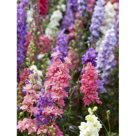 Pied d'Alouette annuel 'Hyacinth Flowered Mix' le sachet de 450 graines (1g) (1/2)