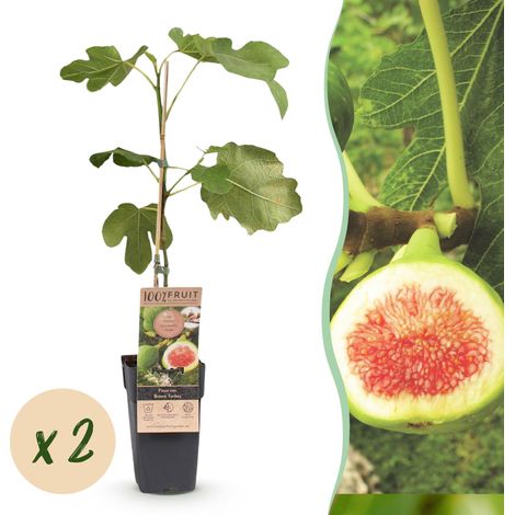 Figuier Brown Turkey Ficus carica Arbre Fruitier Rustique Lot de 2 Plantes Pot 15cm H 50cm - PANGIVO (1/5)